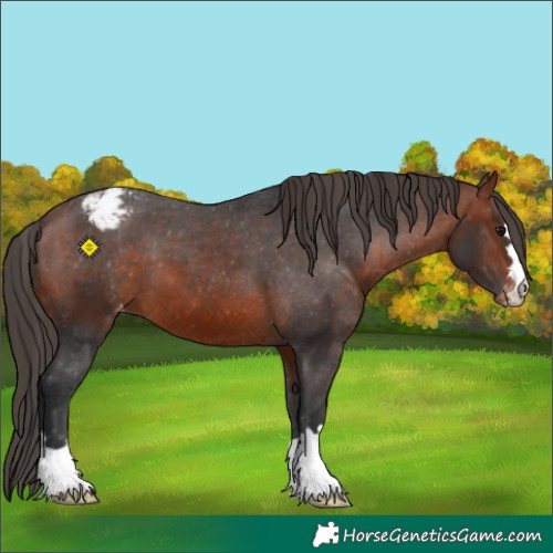 Horse Color:Bay Appaloosa 
