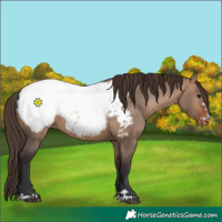 Horse Color:Bay Dun Snowcap