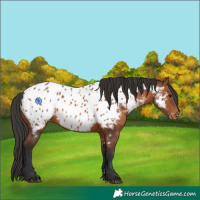 Horse Color:Brown Near Leopard 