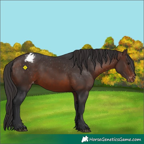 Horse Color:Brown Appaloosa