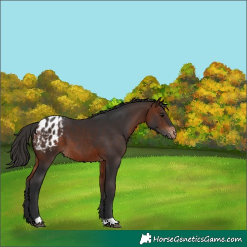 Horse Color:Bay Appaloosa