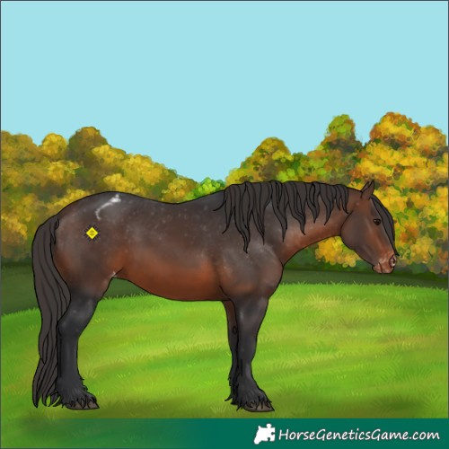 Horse Color:Brown Appaloosa 