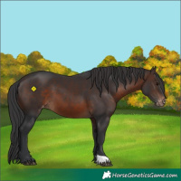 Horse Color:Brown Appaloosa