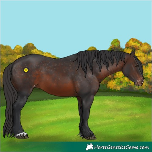 Horse Color:Brown Varnish 