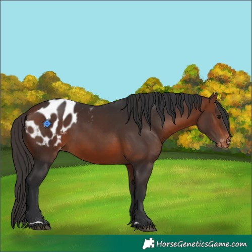 Horse Color:Bay Appaloosa