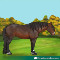 Horse Color:Brown Appaloosa