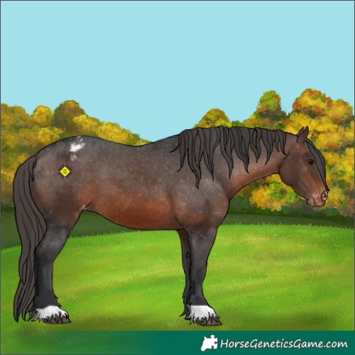 Horse Color:Brown Appaloosa
