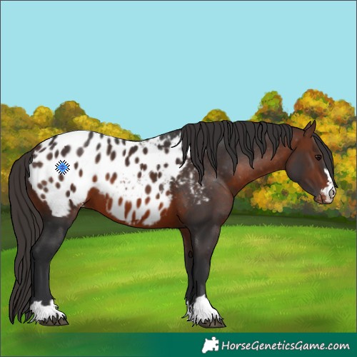 Horse Color:Brown Appaloosa 