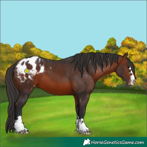 Horse Color:Brown Appaloosa 