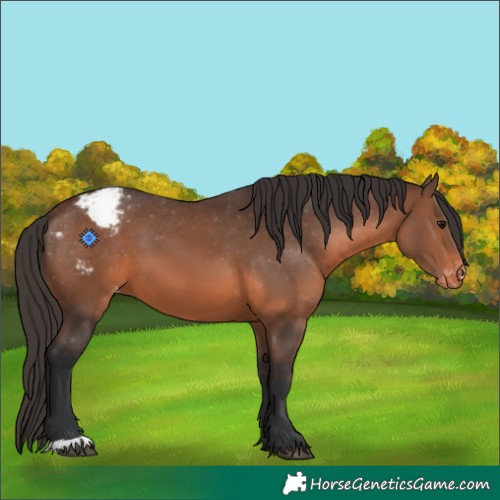 Horse Color:Brown Appaloosa 