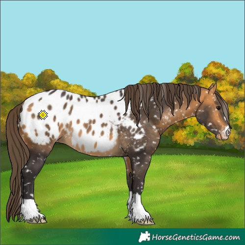 Horse Color:Buckskin Blanket