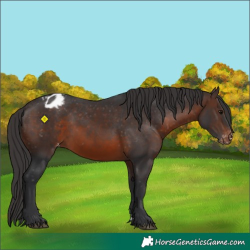 Horse Color:Brown Appaloosa 