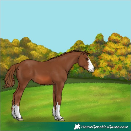 Horse Color:Chestnut 