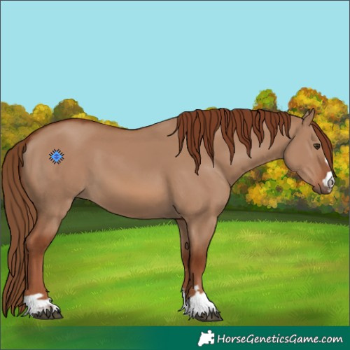 Horse Color:Red Dun