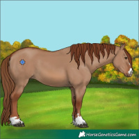 Horse Color:Red Dun 