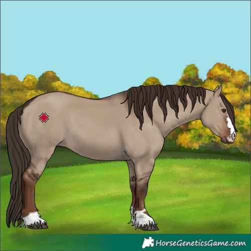 Horse Color:Liver Red Dun