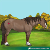 Horse Color:Liver Red Dun 