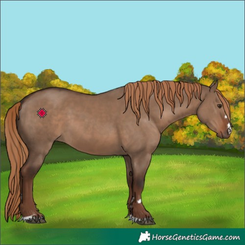 Horse Color:Liver Red Dun 