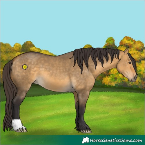 Horse Color:Buckskin Dun 