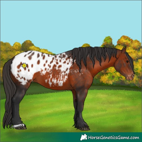 Horse Color:Bay Appaloosa 
