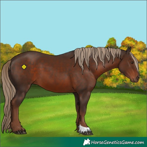 Horse Color:Liver Chestnut 