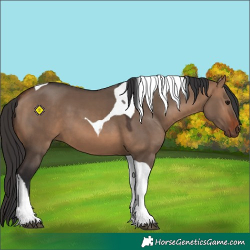 Horse Color:Bay Dun Tobiano 