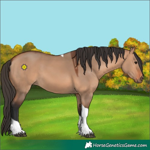 Horse Color:Bay Dun Tobiano 