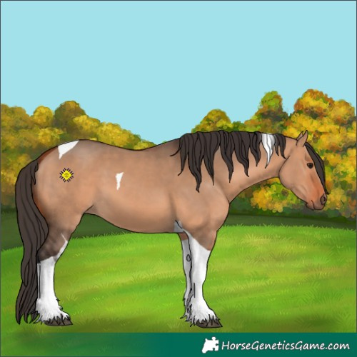 Horse Color:Bay Dun Tobiano 