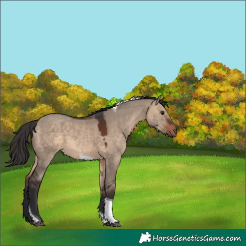 Horse Color:Brown Dun Tobiano 