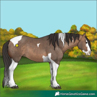 Horse Color:Bay Dun Splash Tobiano 