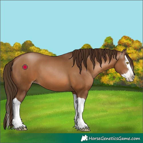 Horse Color:Gray Bay Pearl Splash