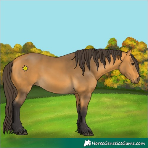 Horse Color:Buckskin