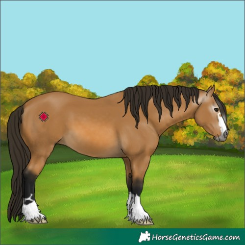 Horse Color:Gray Buckskin 