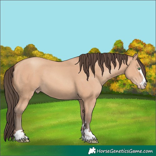 Horse Color:Amber Champagne 