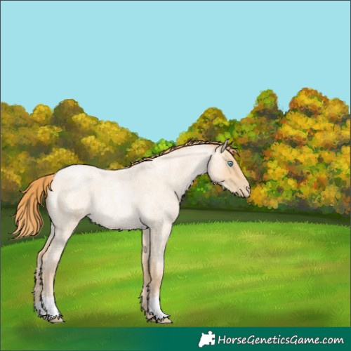 Horse Color:Buckskin Roan Pearl 