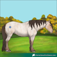 Horse Color:Amber Champagne Roan