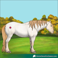 Horse Color:Buckskin Roan Pearl Dun 