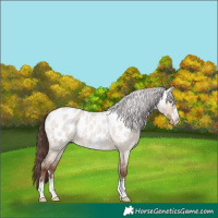 Horse Color:Sable Champagne Roan Dun Near Leopard 