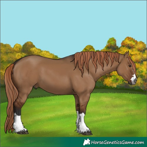 Horse Color:Gray Liver Red Dun 
