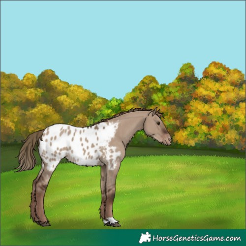 Horse Color:Liver Red Dun Appaloosa 