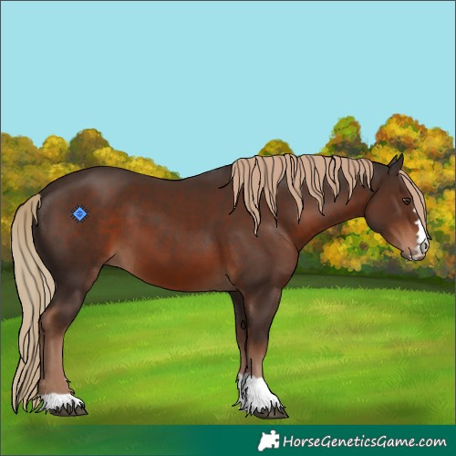 Horse Color:Liver Chestnut