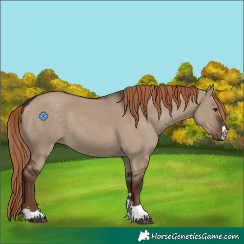 Horse Color:Liver Red Dun 