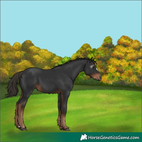 Horse Color:Gray Liver Chestnut 
