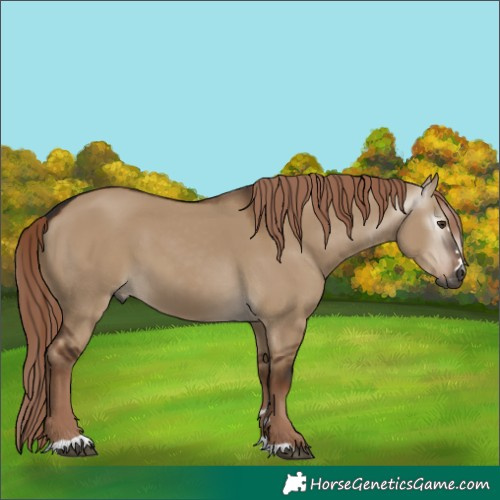 Horse Color:Gray Liver Red Dun 