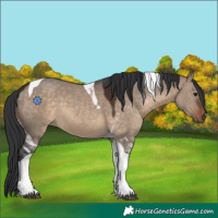 Horse Color:Brown Dun Tobiano 