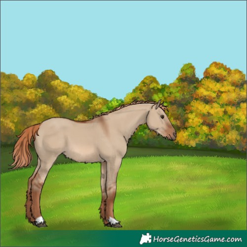 Horse Color:Red Dun 