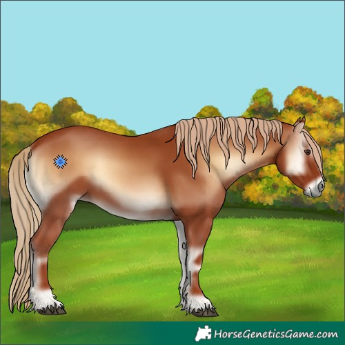 Horse Color:Red Onyx 