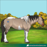 Horse Color:Brown Dun Tobiano 