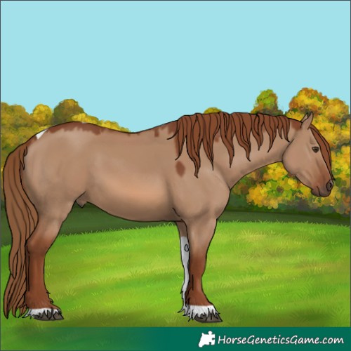 Horse Color:Red Dun Tobiano 