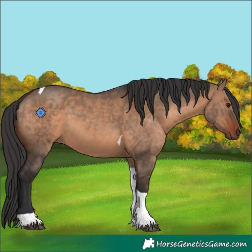 Horse Color:Brown Dun Tobiano 